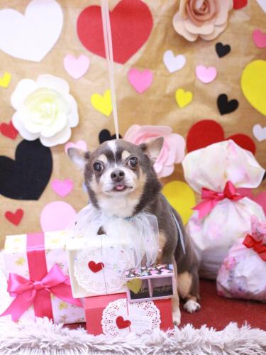 20230211メルくん